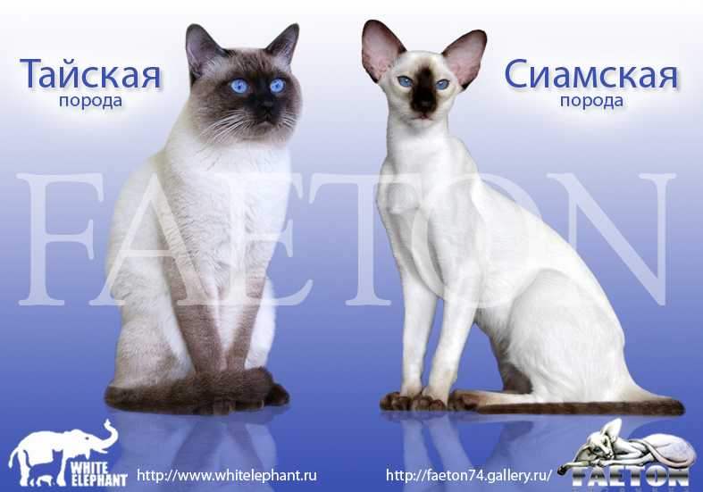 Отличия сиамской кошки от тайской (25 фото): чем они отличаются во внешности? различия котов в характере