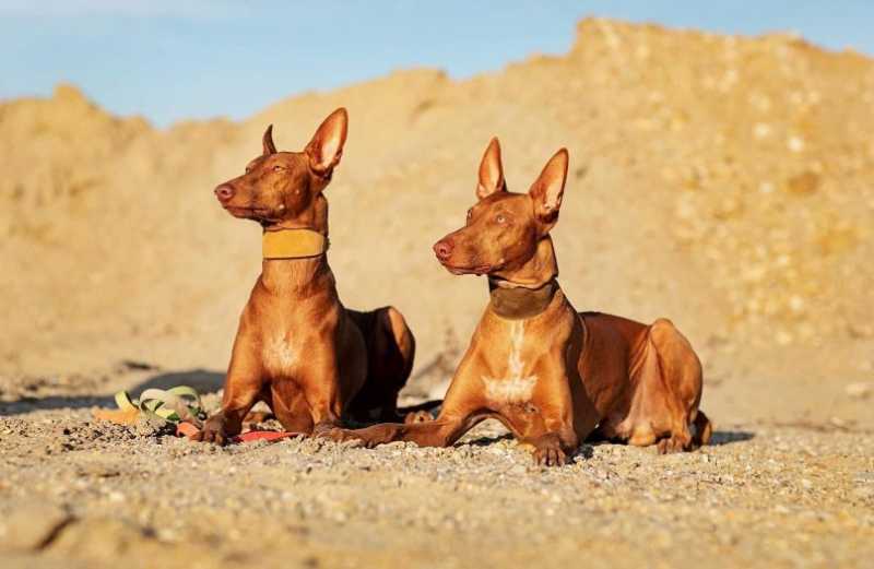 Фараоновая собака - фото, цена, описание, видео