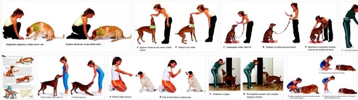 Учим собаку команде "дай лапу". несколько простых способов