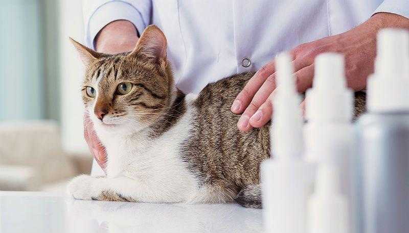 Кот или кошка чихают: причины и что делать, чтобы помочь котенку и взрослому животному