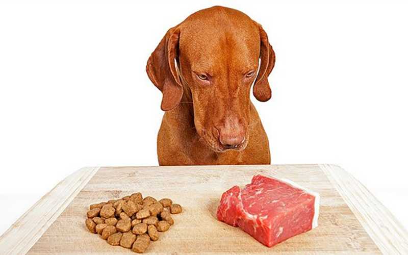 Кормление собак сухим кормом, как правильно и каковы нормы в день и дозировки по весу