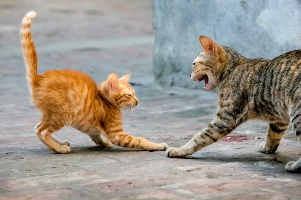 8 причин почему кошка шипит: подробное объяснение