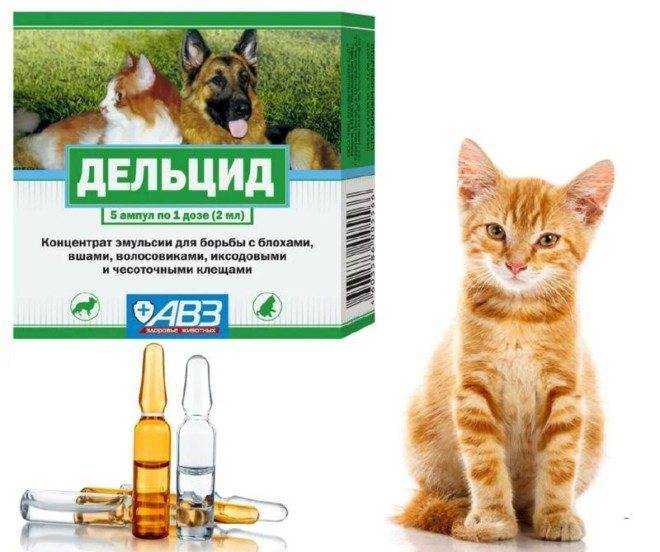 Отравление антифризом  у кошек - симптомы, лечение и прогноз в москве. ветеринарная клиника "зоостатус"
