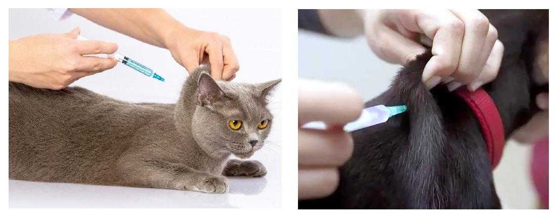 Как сделать укол кошке быстро и безболезненно - подробная инструкция