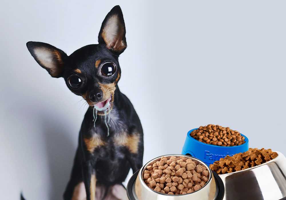 Рекомендации ветеринаров и заводчиков, чем кормить собак породы чихуахуа