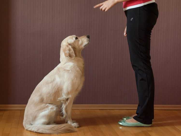 Как научить собаку командам и обрести надежного друга?