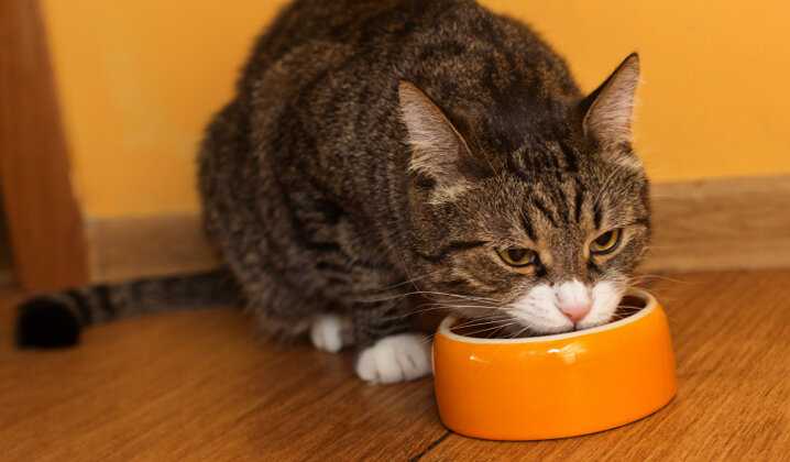 Почему кошка всегда просит еды, хотя ее регулярно кормят?
