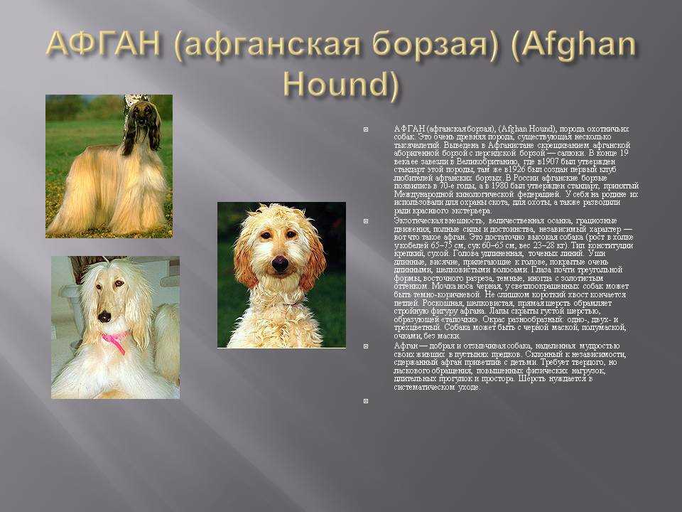 Афганская борзая: фото и видео собак и их щенков, стандарт породы и характер афганских борзых