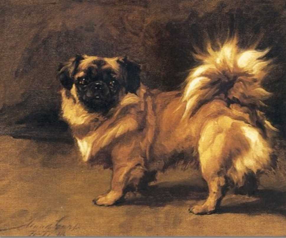 Императорский пес с милой мордашкой – пекинес