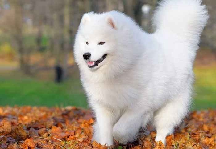 Белый, пушистый комок счастья – самоедская собака (лайка)