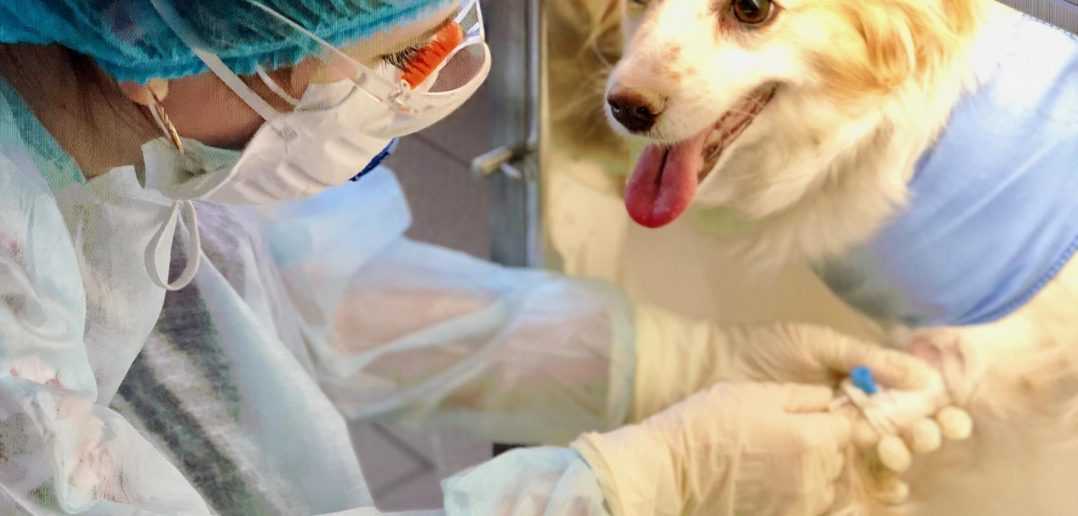 Можно ли стерилизовать собаку во время течки