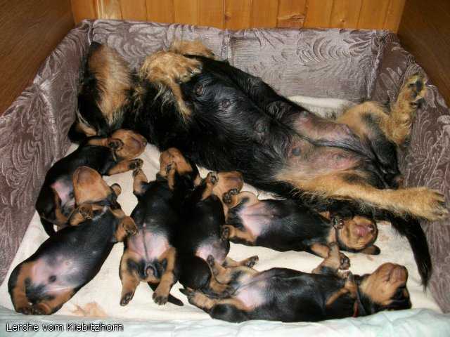 Когда щенки открывают глаза после рождения? :: syl.ru