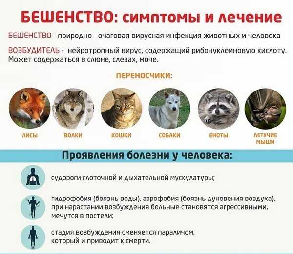 Понос у кошки: причины, виды, лечение | нвп «астрафарм»