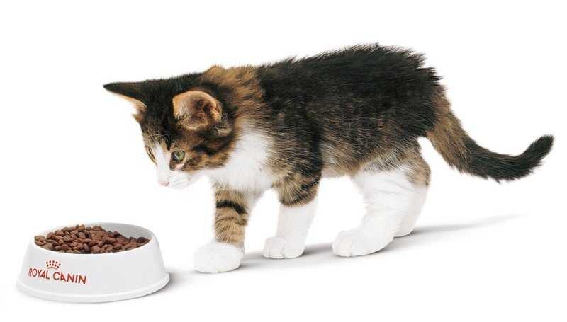 Кот не ест сухой корм: что делать?