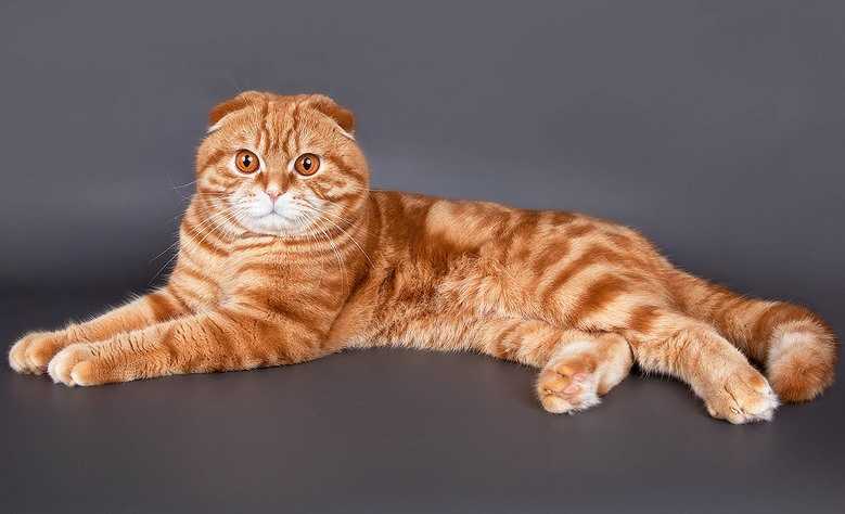 Описание породы шотландской вислоухой кошки