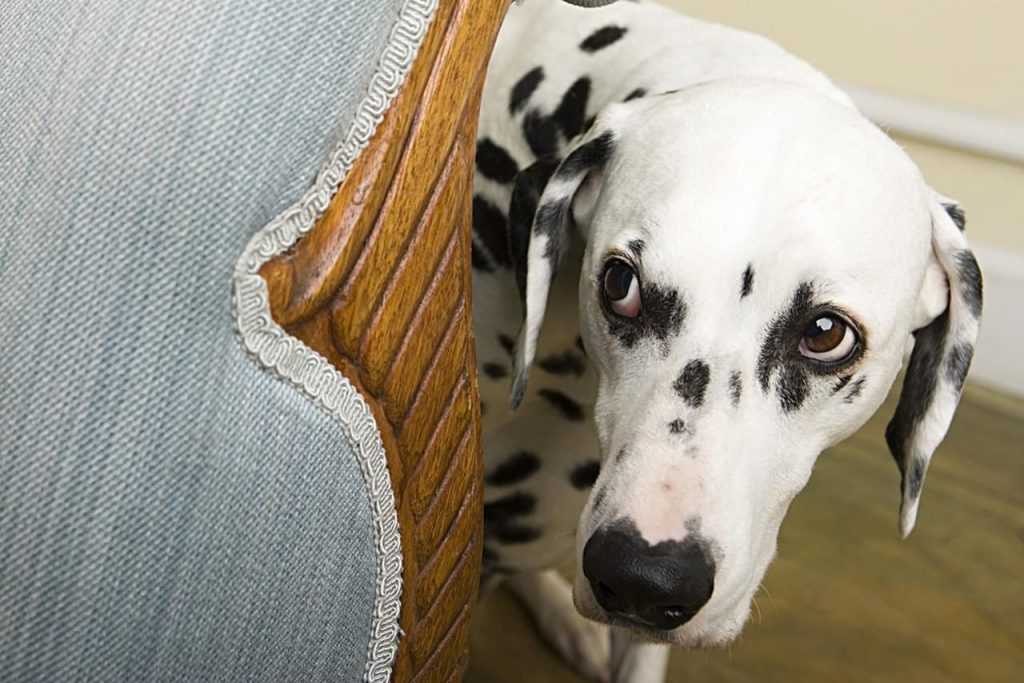 10 собачьих фобий и страхов: причины страха у собак