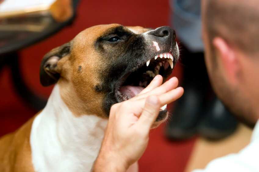 Собака стала агрессивной – причины смены поведения - про питомца