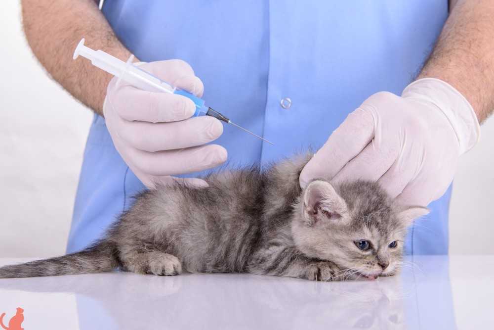 Вакцина от бешенства для котов и кошек — делаем прививку правильно