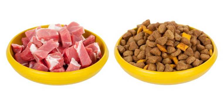 Можно ли смешивать сухой и влажный корм для собак