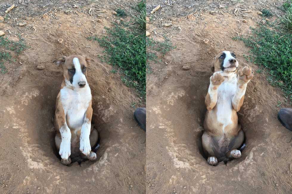 Как отучить собаку копать: 11 шагов (с иллюстрациями)