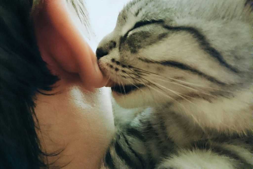 Можно ли обнимать кошек