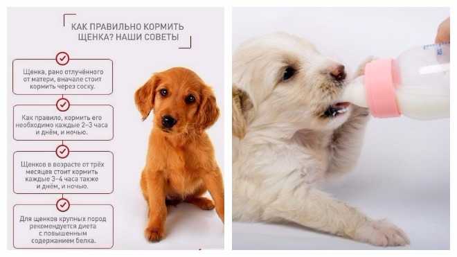 Чем кормить щенка в 2 месяца: составляем идеальное меню в домашних условиях
