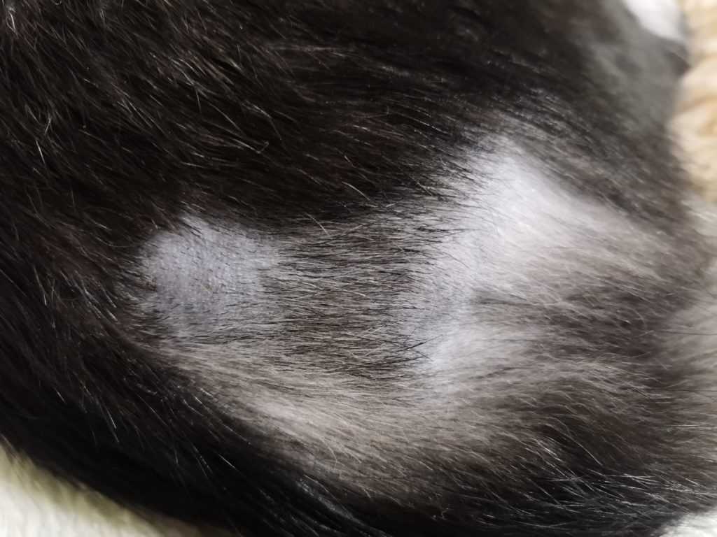 Выпадение шерсти у кота: признаки патологической алопеции