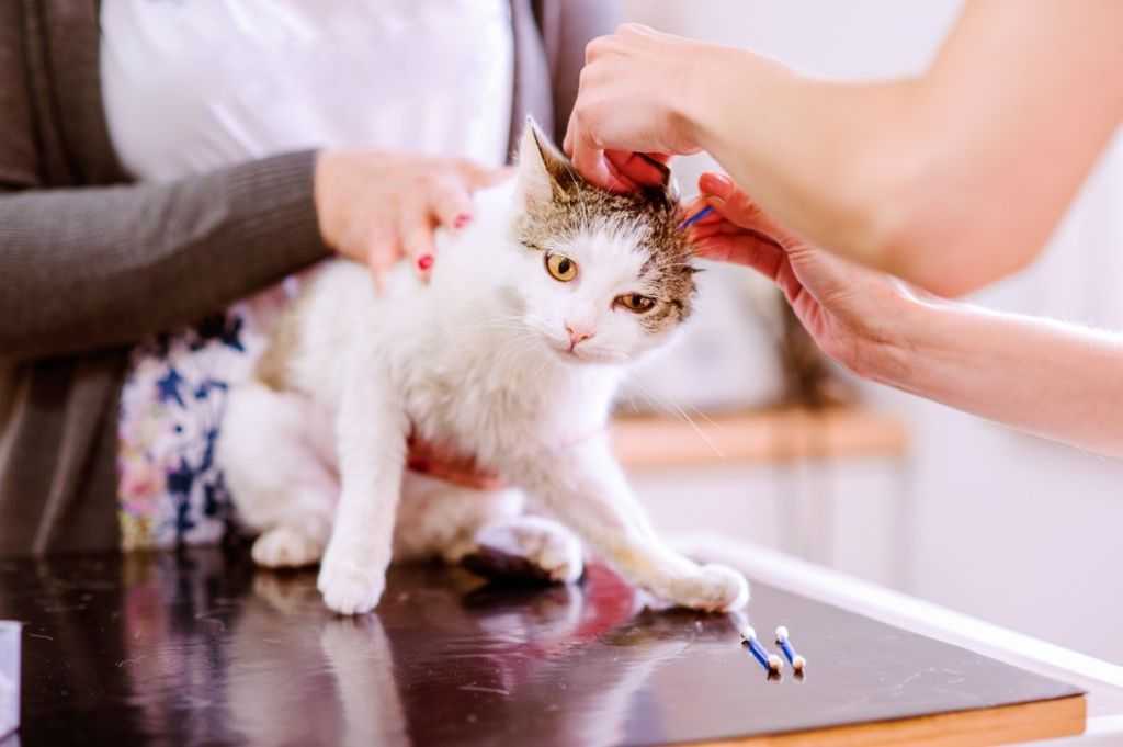 Как правильно почистить кошке уши