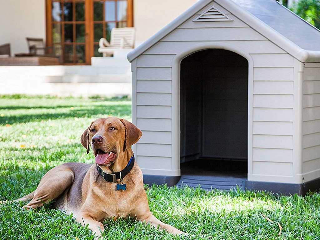 Породы собак подходящие для охраны частного дома