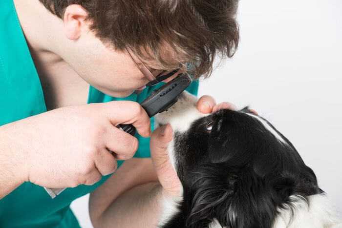 Собаки, болезни глаз у собак, слезотечение, причины возникновения и способы лечения