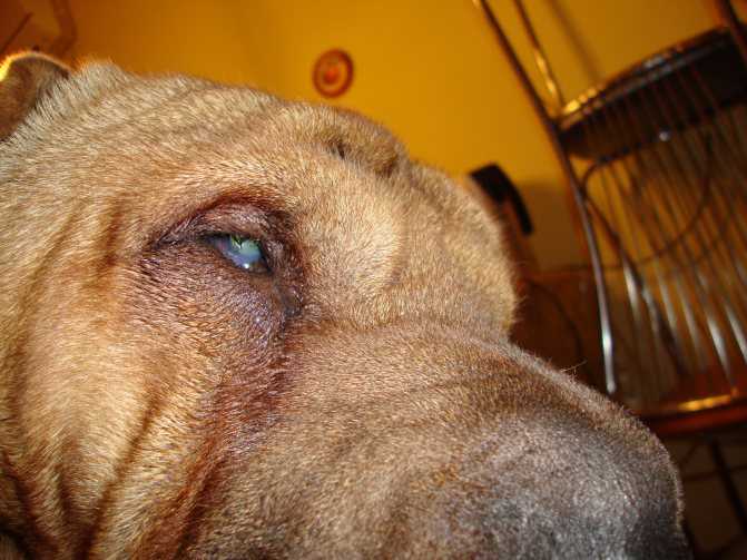 У собаки гноятся глаза, как лечить в домашних условиях | блог ветклиники "беланта"