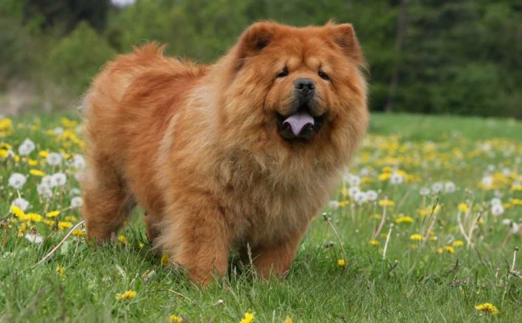 Пушистые собаки (52 фото): самые лохматые породы в мире, собаки с длинной шерстью, самые волосатые щенки с названиями