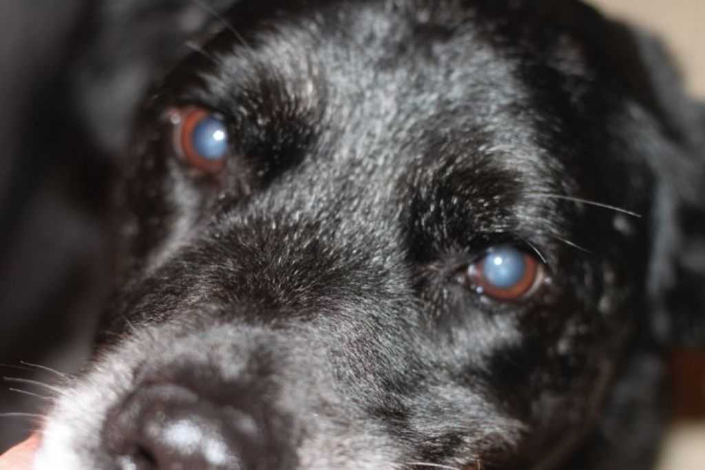 Бельмо на глазу у собаки: причины и лечение