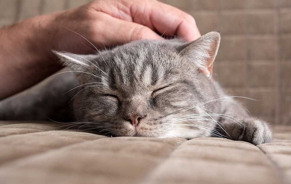 Причины почему кошка или кот очень любит своего хозяина или хозяйку, почему коты чувствуют любовь хозяев