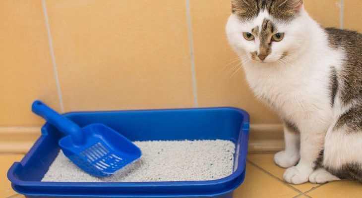 Как приучить котенка к лотку без наполнителя: 	пошаговая инструкция