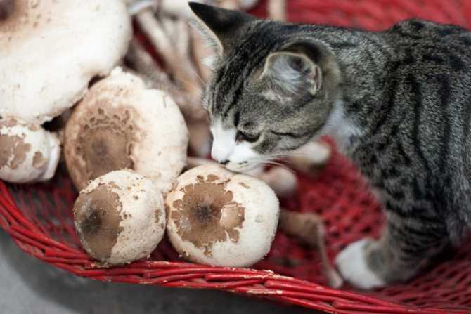 Почему кошек нельзя кормить картошкой