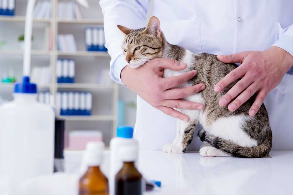 Раковые заболевания у собак и кошек