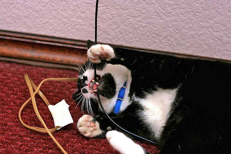 6 способов, как отучить кошку грызть провода и много полезных советов