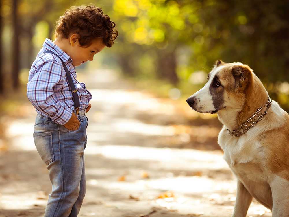 Собака боится других собак: причины и методы устранения фобии