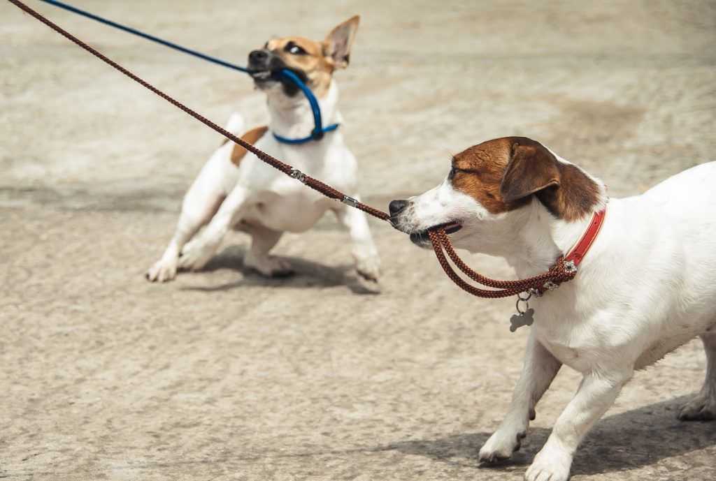 Порядок приучения щенков и взрослых собак ходить с ошейником на поводке
