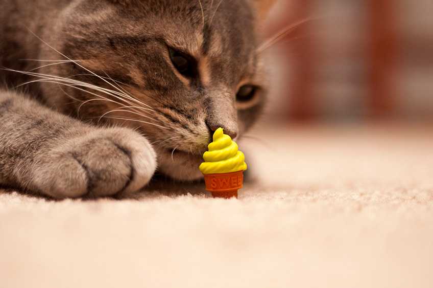 Можно ли кошкам [котам] 🐈 шоколад и какие последствия
