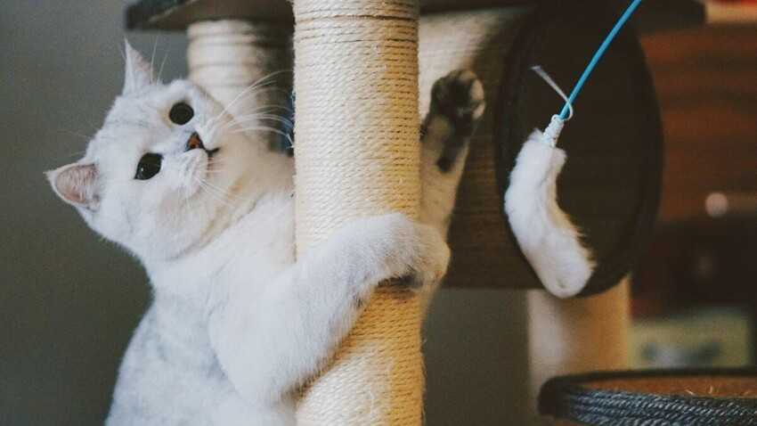 Как приучить котенка к когтеточке: 10 работающих советов