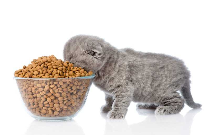 Почему котенок не ест сухой корм: причины и что делать