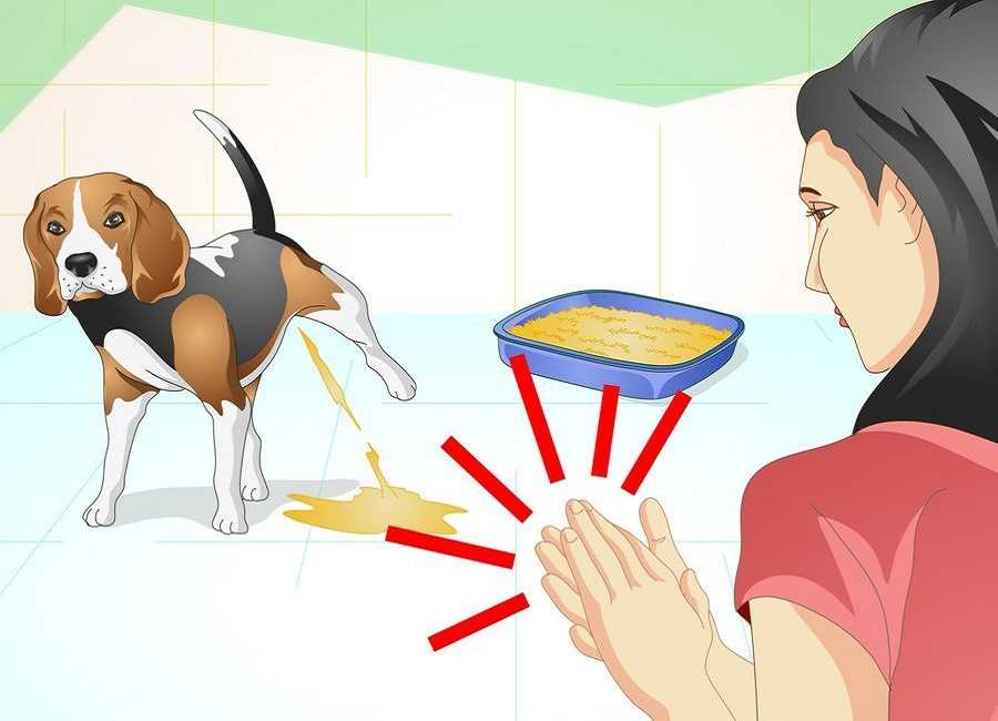 Как привить собаке спокойное отношение к наморднику