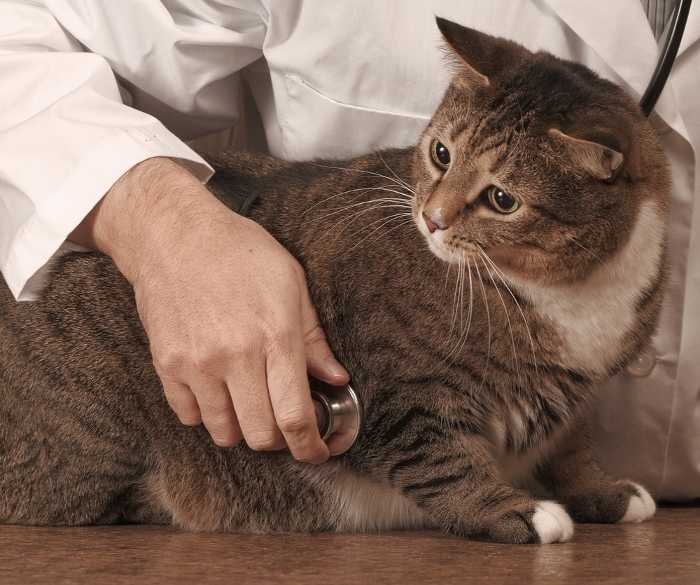Мочекаменная болезнь у котов: причины и симптомы, профилактика, особенности лечения, кормление и уход