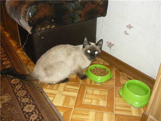 Чем кормить тайского котенка 2 месяца