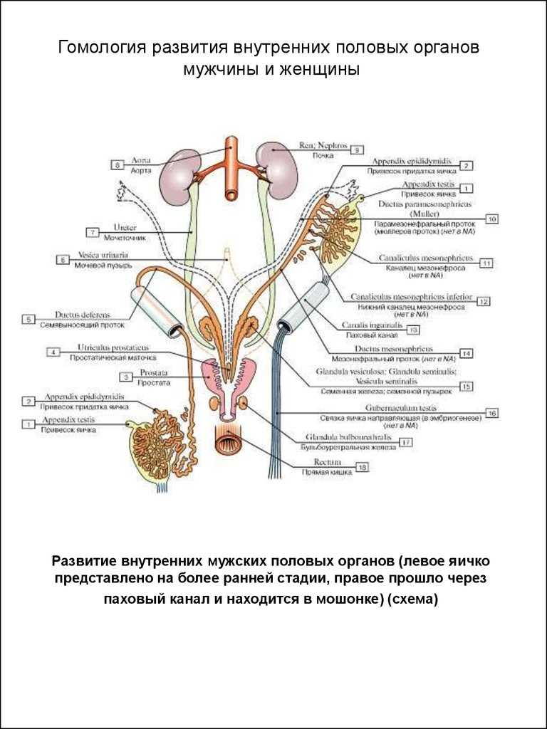 Органы половой системы мужчины. Схема строения мужской половой системы. Половые органы животных. Строение мужской мочеполовой системы. Женская Мочеполовая система.