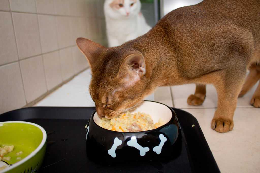 Почему котенок не ест сухой корм