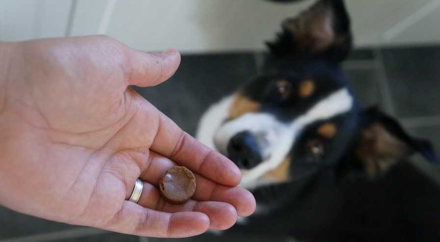 Можно ли давать глистогонное беременной собаке. глисты у собак: основные симптомы, профилактика и лечение