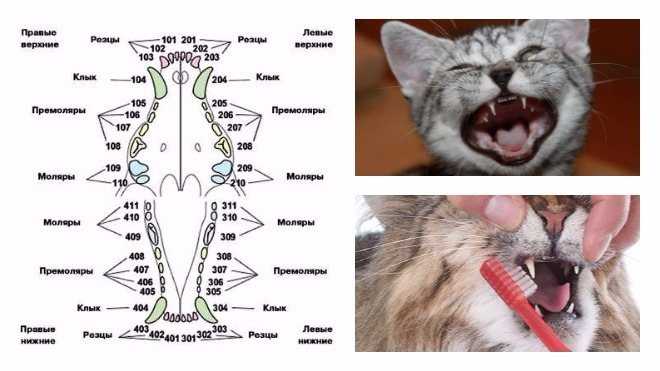 Смена зубов у кошек